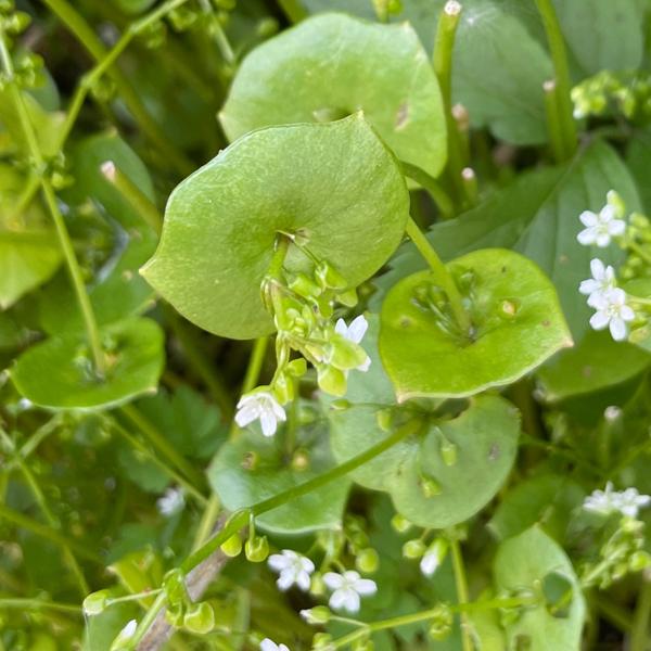 Claytonia perfoliata